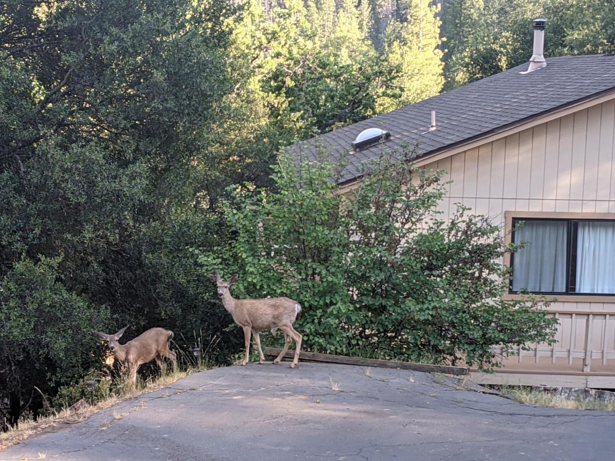 Holiday home Yosemite Haven @ Pine Mountain Lake. Dog Friendly!