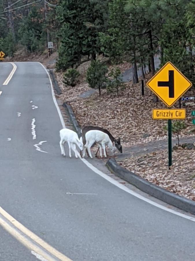 Yosemite Haven @ Pine Mountain Lake. Dog Friendly! Groveland